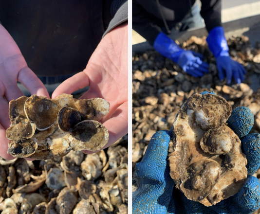Biến vỏ hàu ăn thừa từ nhà hàng thành vũ khí cứu đại dương