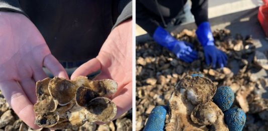 Biến vỏ hàu ăn thừa từ nhà hàng thành vũ khí cứu đại dương